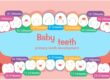 Teeth Numbering Charts Miami