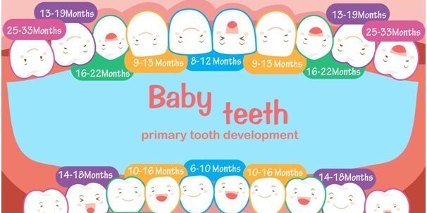 Teeth Numbering Charts Miami Teeth Numbering Charts Miami